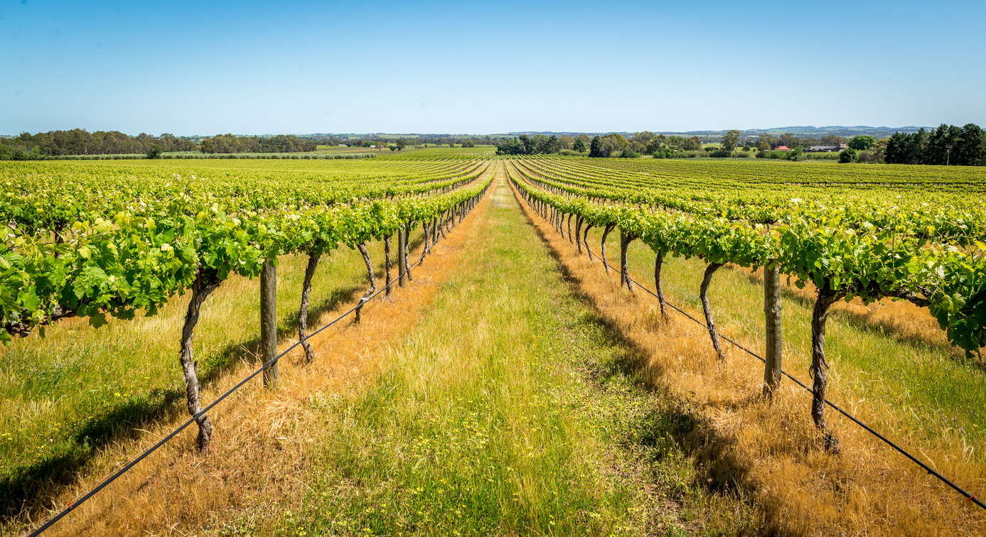 Vineyards Barossa Valley, Adelaide Australia